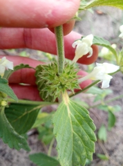 Galeopsis segetum