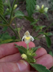 Galeopsis segetum