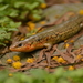 Chinese Skink - Photo (c) yaofong_tsao, some rights reserved (CC BY-NC), uploaded by yaofong_tsao