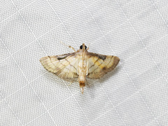 Spilomelini