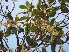 Clethra rosei