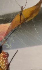 Trichonephila clavipes