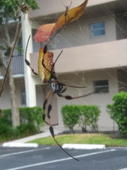 Trichonephila clavipes