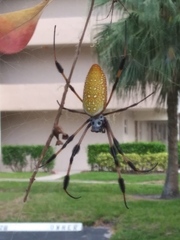 Trichonephila clavipes