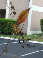 Trichonephila clavipes