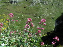 Centranthus ruber