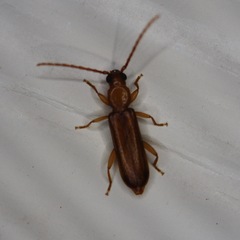 Smodicum cucujiforme