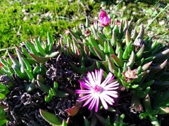 Lampranthus aduncus