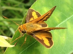 Telicota bambusae