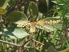 Clethra rosei