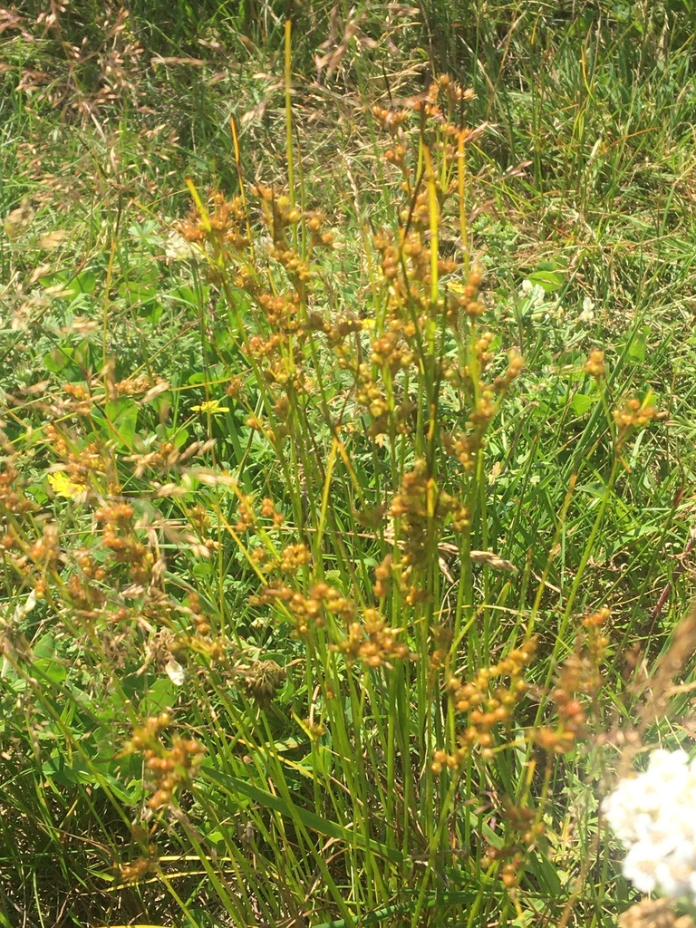 Slender Path Rush from Трудолюбовское, Рязанская область, RU on July 6 ...