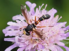 Physocephala vittata