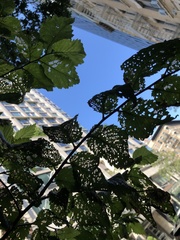 Xanthogaleruca luteola