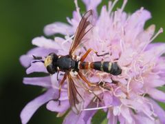 Physocephala vittata