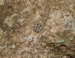 Polylopha epidesma