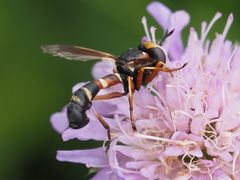 Physocephala vittata