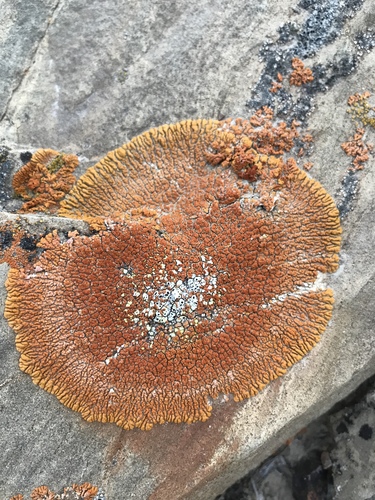 Desert Firedot Lichen