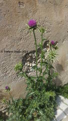 Silybum marianum
