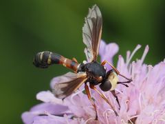 Physocephala vittata