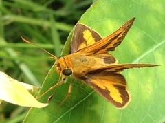 Telicota bambusae