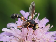 Physocephala vittata