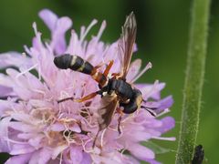Physocephala vittata