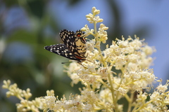 Chlosyne melitaeoides