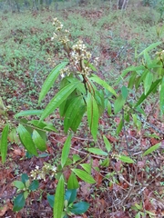 Miconia xalapensis