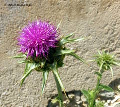 Silybum marianum
