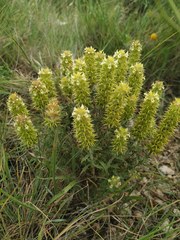 Sideritis spinulosa