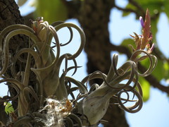 Tillandsia caput-medusae