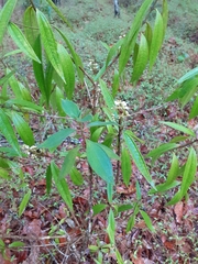 Miconia xalapensis