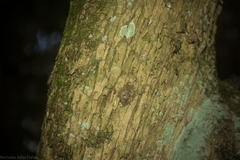 Triflorensia cameronii