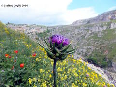Silybum marianum