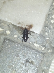 Blatta orientalis