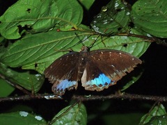 Lexias dirtea merguia