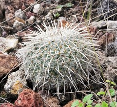 Mammillaria parkinsonii