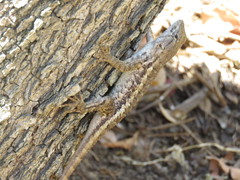 Sceloporus utiformis