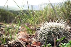 Mammillaria parkinsonii