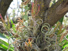 Tillandsia caput-medusae