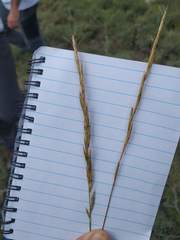 Helictochloa bromoides bromoides