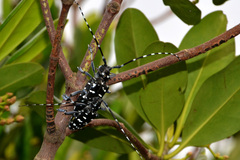 Anoplophora chinensis