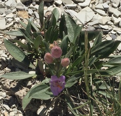 Penstemon grahamii
