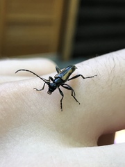 Strangalepta abbreviata