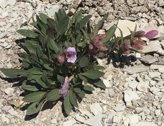 Penstemon grahamii