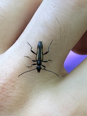 Strangalepta abbreviata