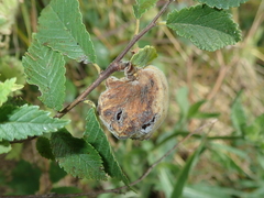 Eriosoma lanuginosum