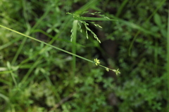 Carex loliacea