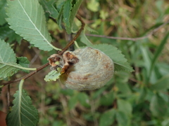 Eriosoma lanuginosum