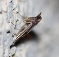 Aglossa electalis